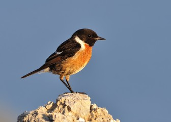 Stonechat  - Saxicola torquatus sitting in Spain. Beautiful background.