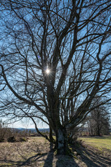 Baum ohne Blätter wird Sonne durchflutet