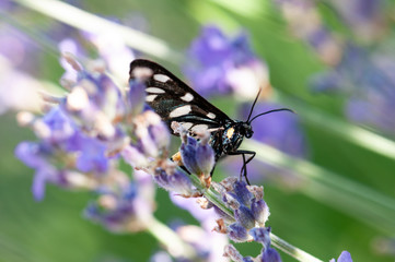 Insect on lavender angustifolia, lavandula blossom in herb garden in evning sunlight, sunset