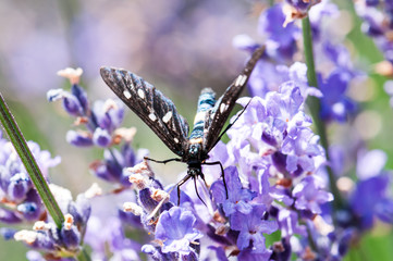 Insect on lavender angustifolia, lavandula blossom in herb garden in evning sunlight, sunset