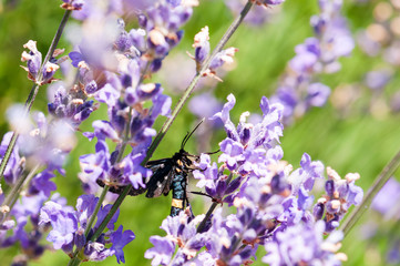 Insect on lavender angustifolia, lavandula blossom in herb garden in evning sunlight, sunset