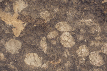 Close up background of yellow limestone with beautiful structure and fossil shells. Very elegant and modern backdrop for wallpaper or other use. © Martin
