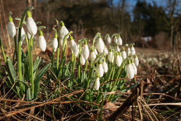 Schneeglöckchen im Frühling erstrahlen auf Obstwiese mit Tautropfen