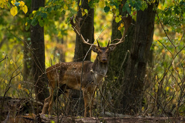 fallow deer (Dama dama)