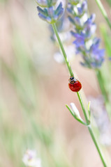 Ladybug on lavender angustifolia, lavandula blossom in herb garden in evning sunlight, sunset