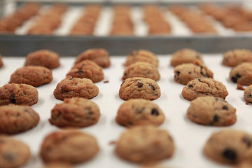 Close up of chocolate chip cookies on a sheet