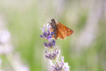 Insect on lavender angustifolia, lavandula blossom in herb garden in evning sunlight, sunset