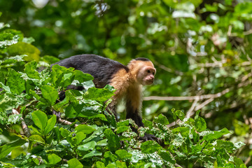 capuchin, monkey on a tree in the jungle, Costa Rica