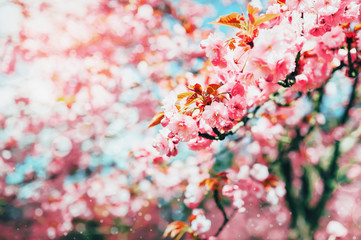 Cherry blossom flowers , sakura flowering branch