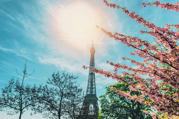 Cherry blossom branch with Eiffel Tower on background.