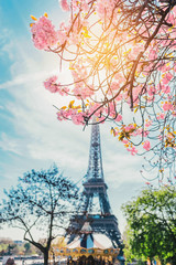 Cherry blossom branch with Eiffel Tower on background.