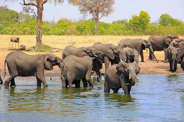 Fototapeta na wymiar Scenic view of a busy waterhole with a large herd of elephants cooling and bathing to try and keep cool. There is a natural bushland background. Hwange National Park, Zimbabwe