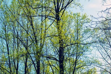 Budding Trees, green leaves growing during spring