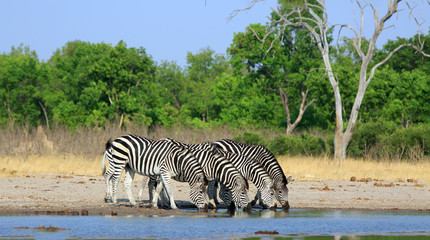 Fototapeta na wymiar Scenic view of a herd of zebras drinking from a waterhole with heads down in a straight line with a natural clear blue sky and bush background - Hwange National Park