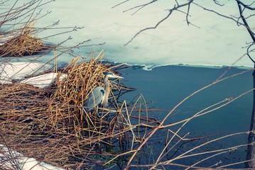 Winter scene with snow, tall grass, and heron bird in the reeds next to water