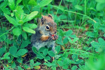 Naklejka na ściany i meble Squirrel eating a nut in green field 