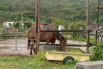 沖縄の馬