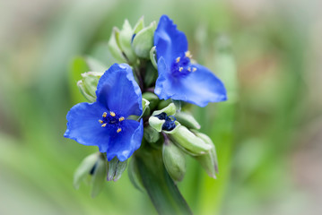 Fototapeta na wymiar Blue spiderwort flowers