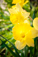 Bright yellow daffodils