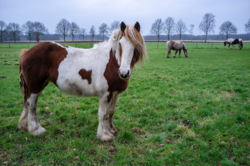 Horse with beautiful look intently at the camera with humanlike emotion, hair fluttering in the...