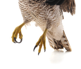 Claws of the falcon.