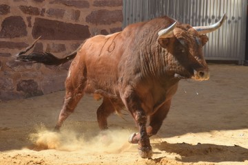 spanish bull