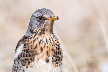 Portrait of a fieldfare (Turdus pilaris)