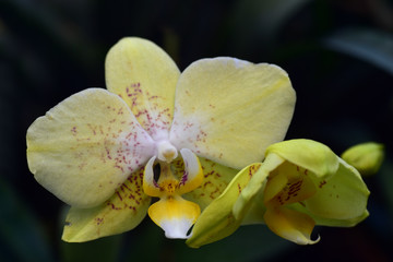 Fototapeta na wymiar gelbe orchidee blüht