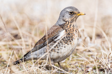 Portrait of a fieldfare (Turdus pilaris)