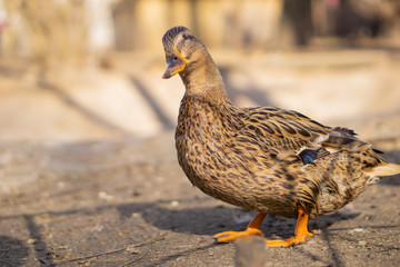 Wild ducks. Beautiful birds in the city park on a sunny day.