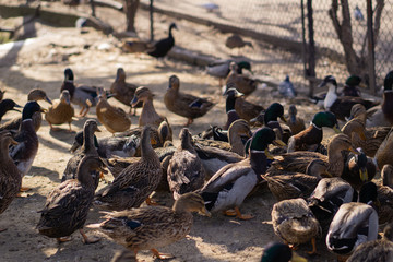 Fototapeta premium Wild ducks. Beautiful birds in the city park on a sunny day.