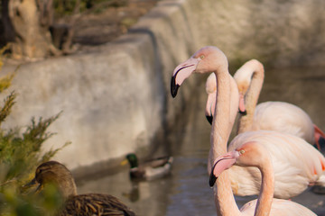 Pink flamingo. Beautiful birds in the city park on a sunny day.