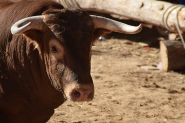 spanish bull