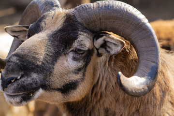 Mountain sheep. Beautiful animals in the city park on a sunny day.