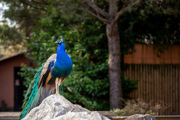 peacock (Pavo cristatus). Portrait of a beautiful peacock with feathers out on a rock