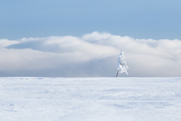Morning mood short after sunrise in Krkonose in winter (Poland, Czech Republic)