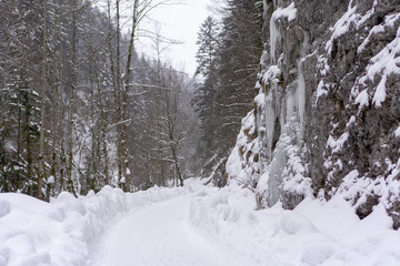 Fototapeta na wymiar Ice in the winter forest
