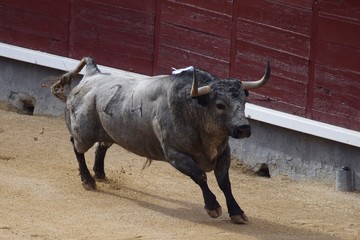 spanish bull