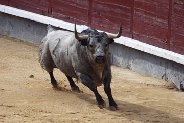 spanish bull