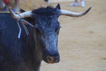 spanish bull