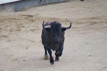 spanish bull