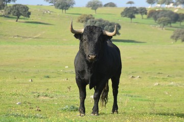 spanish bull