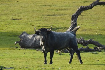 spanish bull
