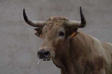 spanish bull