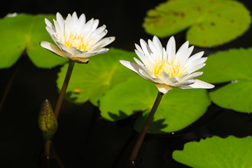 lotus flower with dews