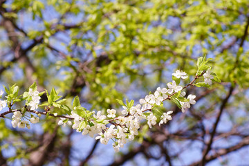 flowering fruit trees, spring, flowers of apple and cherry, botanical garden
