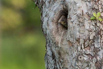 young starling looking outside the nest in an old fruit tree