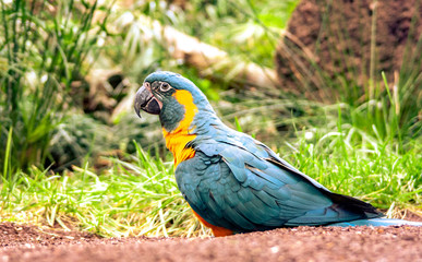 Big parrot at the ground in the zoo