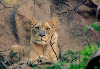 female lion is lying on the rock