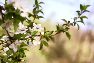 flowering fruit trees, spring, flowers of apple and cherry, botanical garden